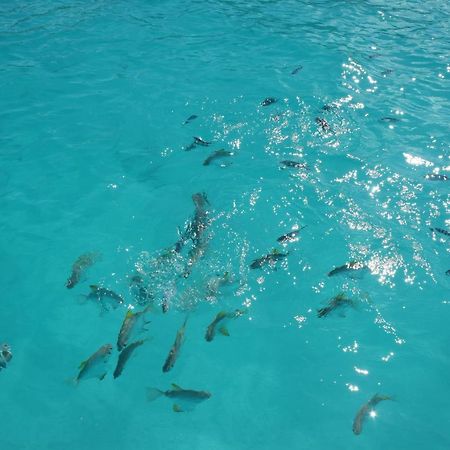 Le Chant De Merle Self -Catering Studios And Apartments Mahe Island Buitenkant foto